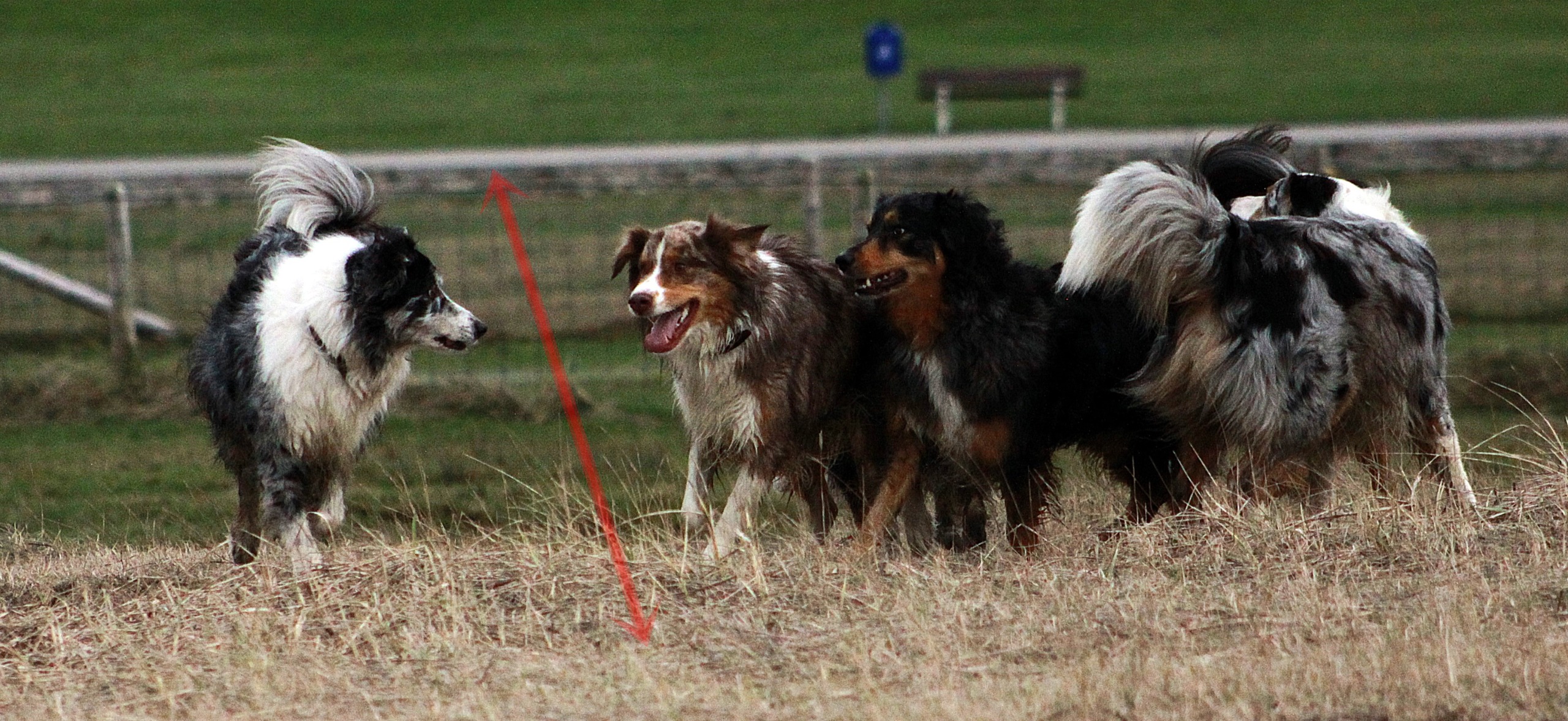 Räume im Zusammenleben mit Hunden Canis Lingua