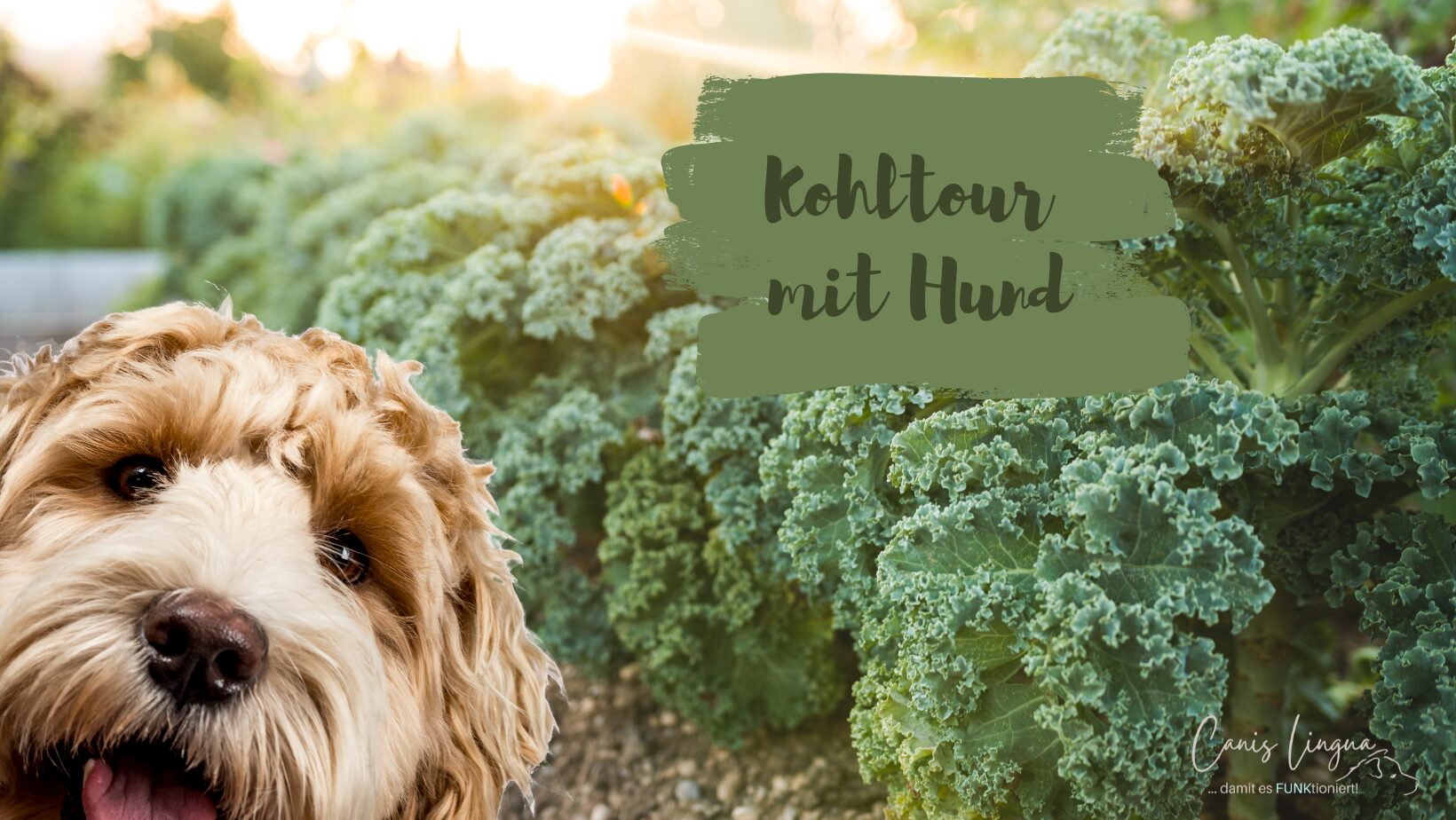 Kohltour mit Hund